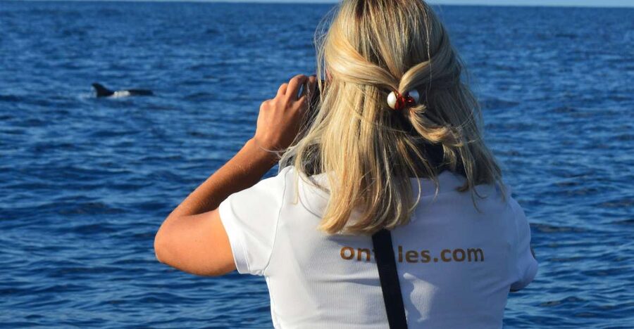 Calheta: Whale & dolphin watching small groups designer tour - Cruising the Calheta coastline: cliffs and sea-front villages up close