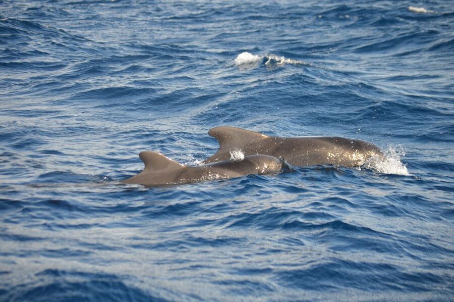 Calheta: Whale & dolphin watching small groups designer tour - The whale and dolphin hunt: spotting power and real animal respect