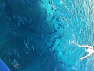 Can Picafort: Dolphin Watching Boat Tour, Swimming stop - Getting There and Timing: The 3 Hours That Actually Matter
