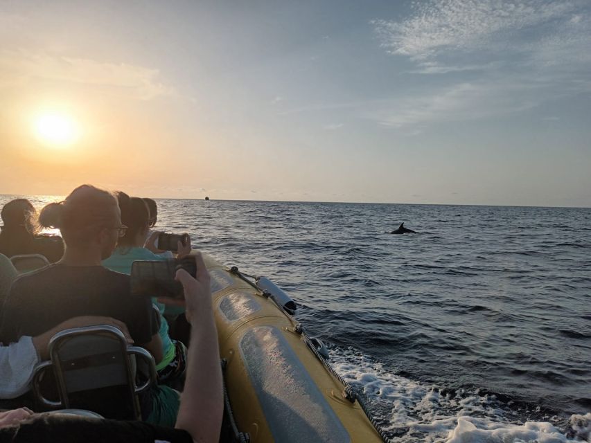 Can Picafort: Dolphin Watching Boat Tour with Swimming - Swimming and snorkel: great if the sea cooperates