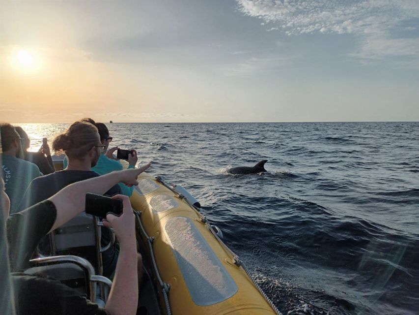Can Picafort: Dolphin Watching Boat Tour with Swimming - Price and value: does $79 make sense here?