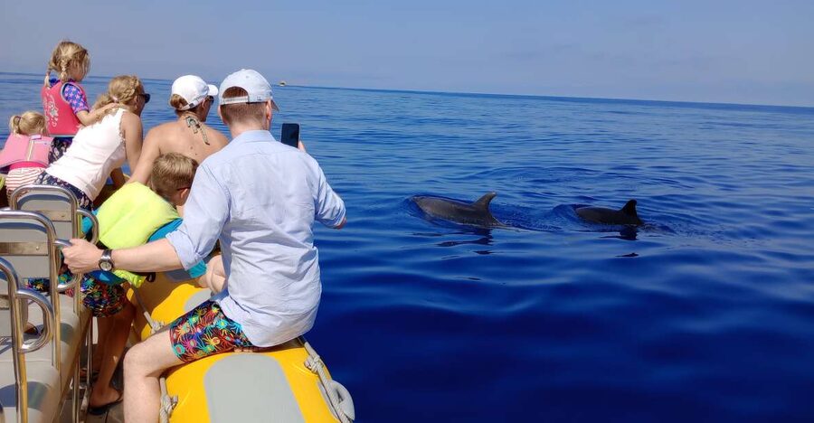 Can Picafort: Dolphin Watching Boat Tour with Swimming - The dolphin hunt: how you actually get close