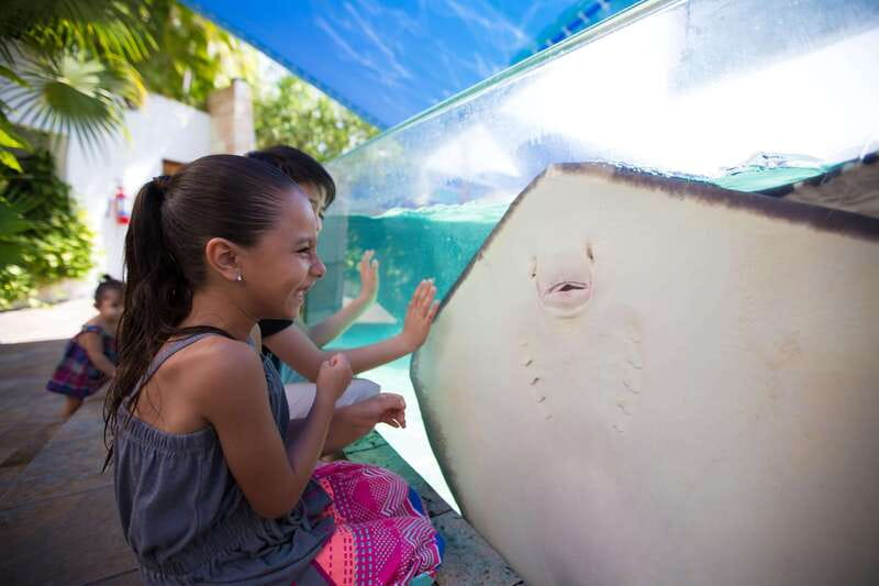 Cancún Interactive Aquarium Admission + Dolphin Presentation - Touch tanks: rays, starfish, and urchins up close