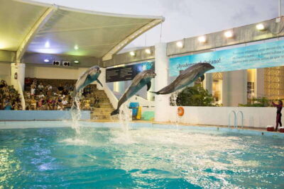 Cancún Interactive Aquarium Admission + Dolphin Presentation - The aquarium walk-through: 1,195 specimens and a real variety of sea life