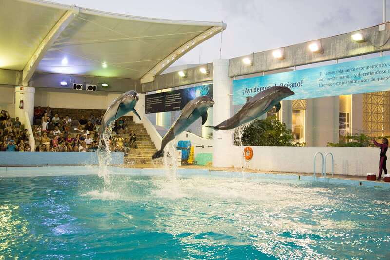 Cancún Interactive Aquarium Admission + Dolphin Presentation - The aquarium walk-through: 1,195 specimens and a real variety of sea life