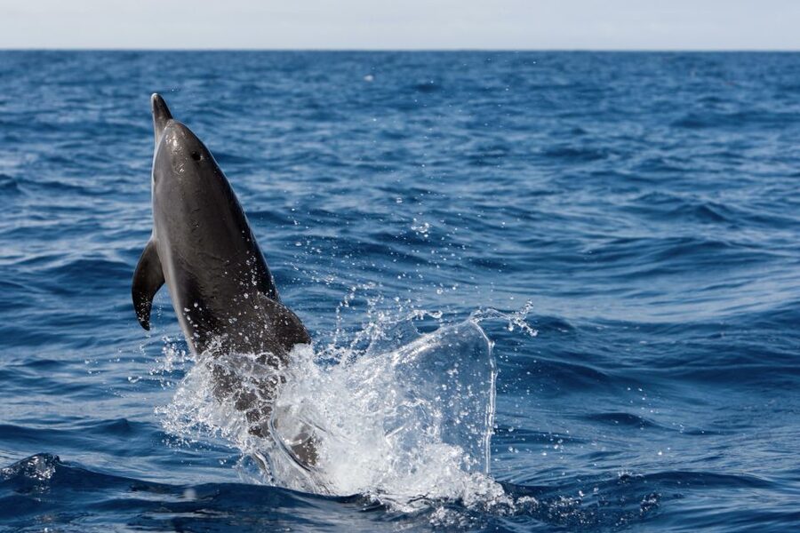 Cape May: 2-Hour Dolphin Watching Cruise - The Route Around Cape May: Lighthouse and Victorian Views