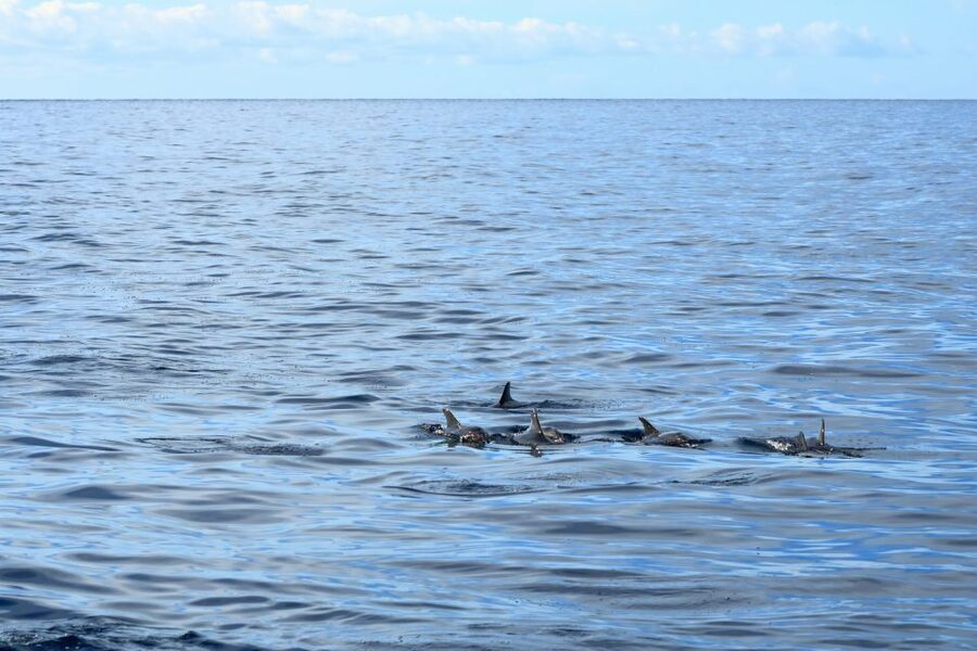 Cape May: 2-Hour Dolphin Watching Cruise - How the Guide Makes It More Than Spotting
