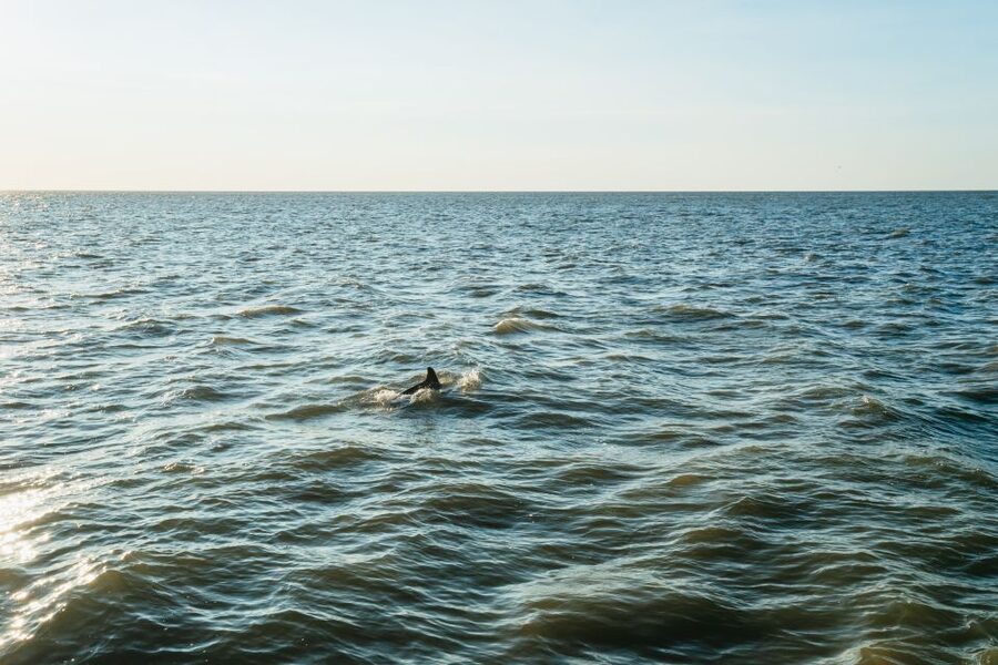 Cape May: Cape May Island Sunset Cruise & Dolphin Watching - Key Highlights You’ll Care About
