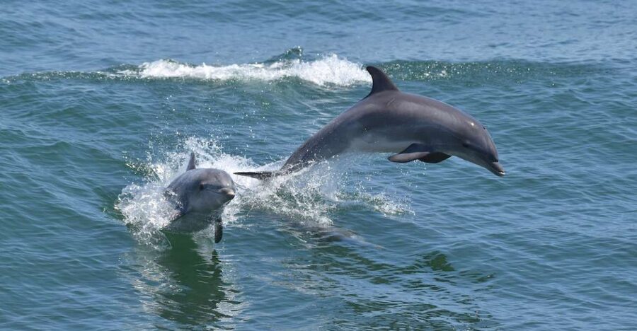 Cape May: Dolphin and Bird Watching Cruise - Getting going: from the Cape May dock to open water