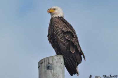 Cape May: Dolphin and Bird Watching Cruise - The dolphin focus: what you’re really paying for