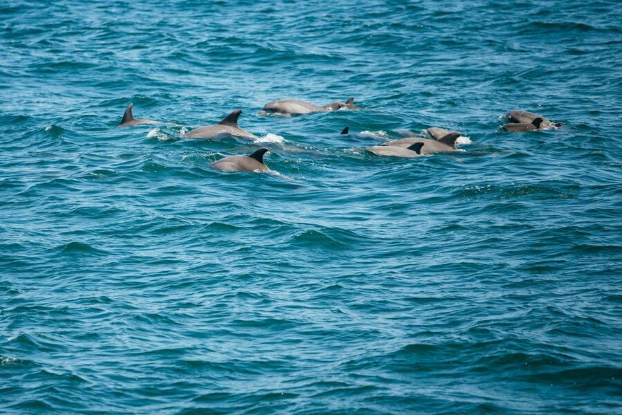 Cape May: Jersey Shore Whale and Dolphin Watching Cruise - Key points before you go