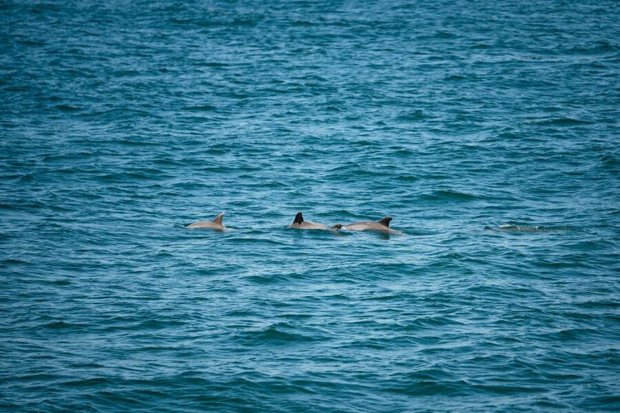 Cape May: Jersey Shore Whale and Dolphin Watching Cruise - What you’ll see: whales, dolphins, and the reality of spotting