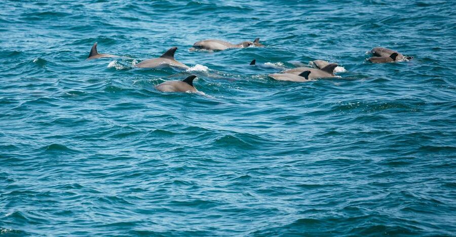 Cape May: Jersey Shore Whale and Dolphin Watching Cruise - Price and value: is $55 worth it?