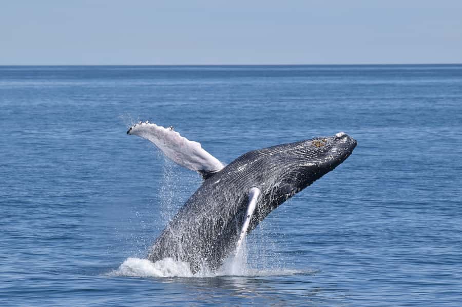 Cape May: Scenic Whale and Dolphin Watching Cruise - Key things to know before you go