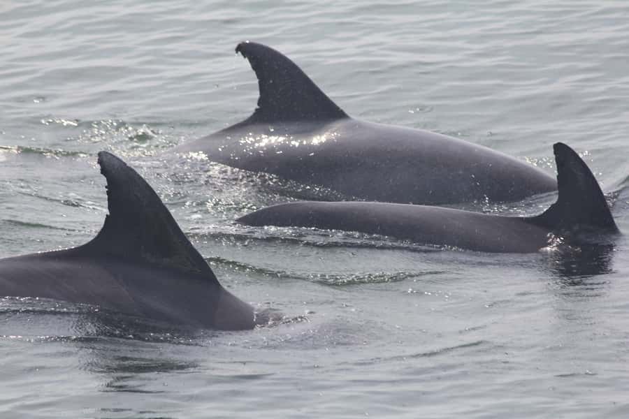 Cape May: Scenic Whale and Dolphin Watching Cruise - The naturalist factor: turning spotting into understanding