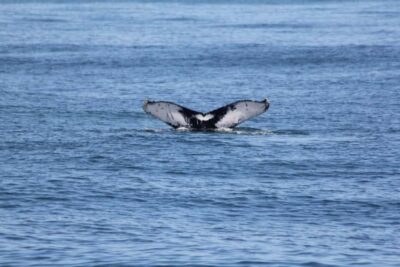 Cape May: Scenic Whale and Dolphin Watching Cruise - Wildlife odds: dolphins first, then whales (when they show)