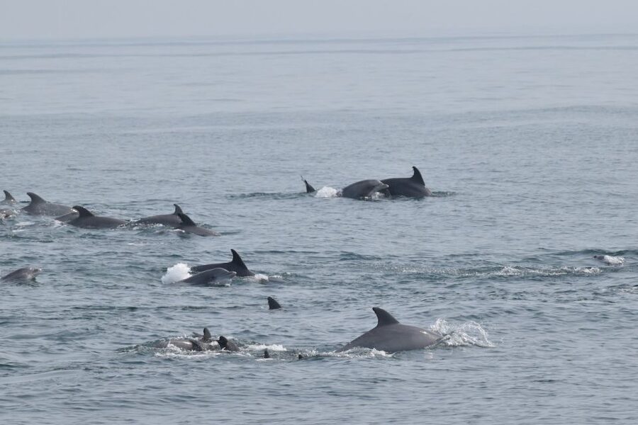 Cape May: Scenic Whale and Dolphin Watching Cruise - Price and value: is $50 a fair deal?