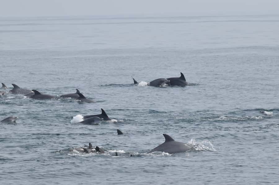 Cape May: Scenic Whale and Dolphin Watching Cruise - Should you book the Cape May Whale and Dolphin Watching Cruise?