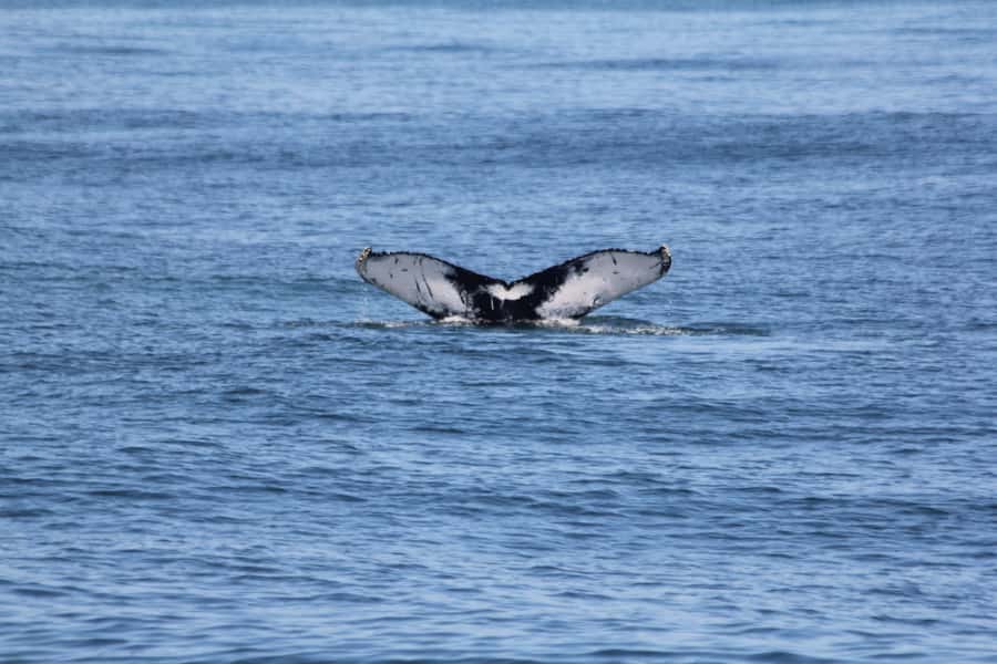 Cape May: Scenic Whale and Dolphin Watching Cruise - Wildlife odds: dolphins first, then whales (when they show)