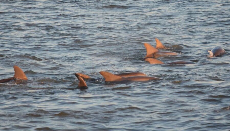 Cape May: Sunset Dolphin Cruise with Optional Wine Tastings - Key Things You’ll Remember From This Cruise
