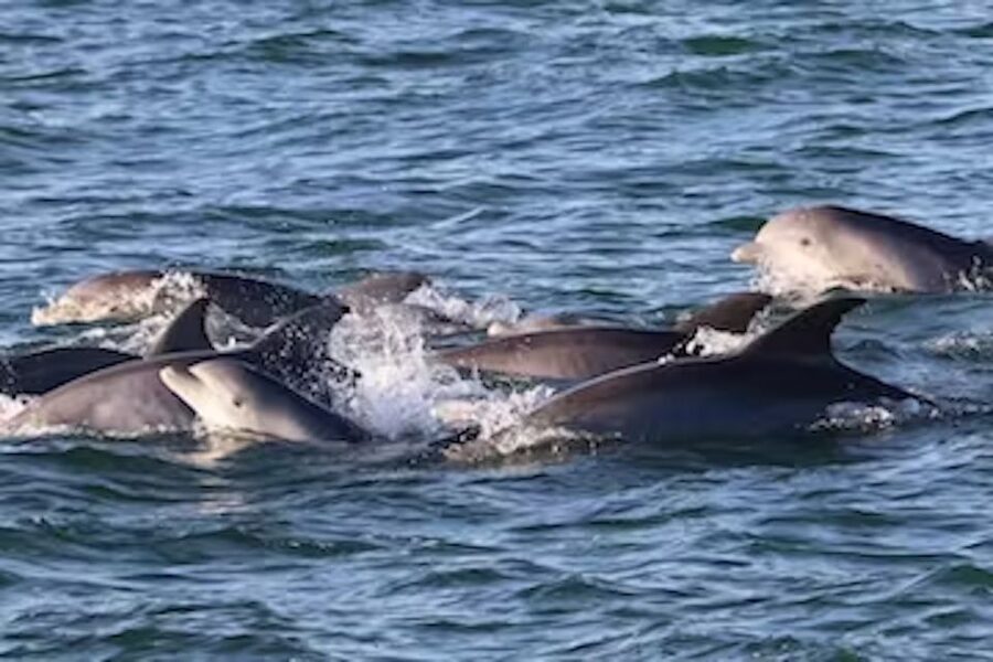 Cape May: Sunset Dolphin Cruise with Optional Wine Tastings - How the Cape May Sunset Cruise Blends Wildlife and Waterfront Charm