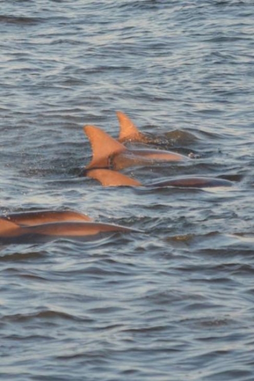 Cape May: Sunset Dolphin Cruise with Optional Wine Tastings - Should You Book the Cape May Sunset Dolphin Cruise with Wine Tastings?