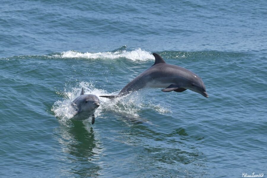 Cape May: Sunset Dolphin Watching Cruise with Food - Key highlights to look forward to