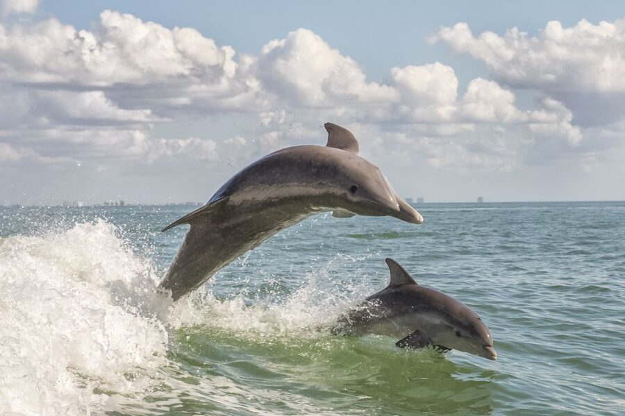 Cape May: Weekend Whale and Dolphin Watching Cruise - A morning cruise with Cape May’s waterfront in your line of sight