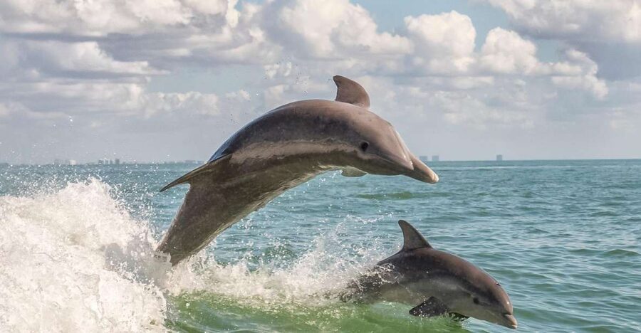 Cape May: Weekend Whale and Dolphin Watching Cruise - The 2-hour route: Victorian waterfront and the Cape May Lighthouse area