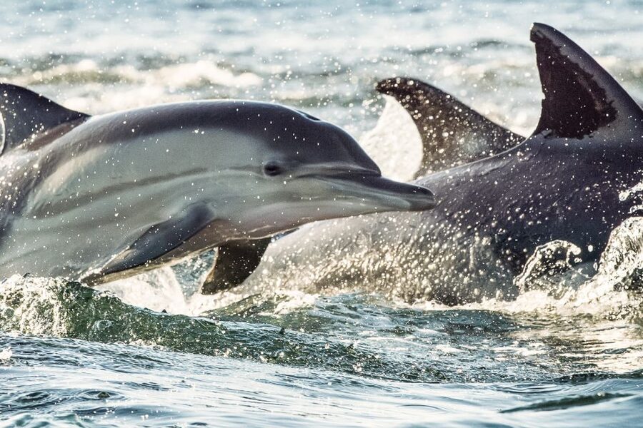 Cape May: Weekend Whale and Dolphin Watching Cruise - Who this Cape May dolphin cruise is best for