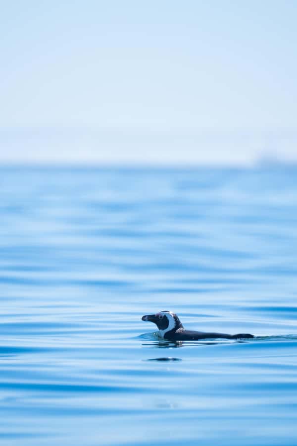 Cape Town: Dolphin & Ocean Wildlife Kayaking Adventure ⚓️ - The Post-Paddle Garden Oasis: Showers, Music, and a Place to Hang