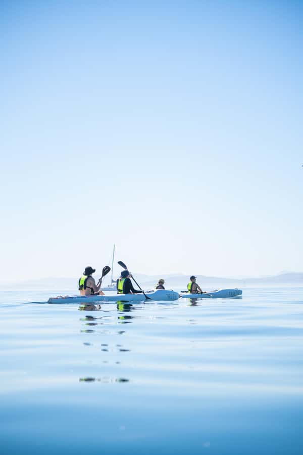 Cape Town: Dolphin & Ocean Wildlife Kayaking Adventure ⚓️ - Weather, Timing, and What You Need to Bring
