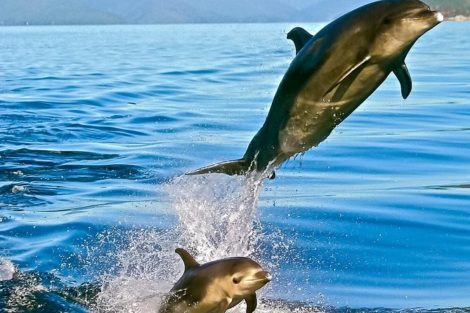 Captain Cook and Dolphin Cruise - On-board guiding: how you actually spot dolphins and seabirds