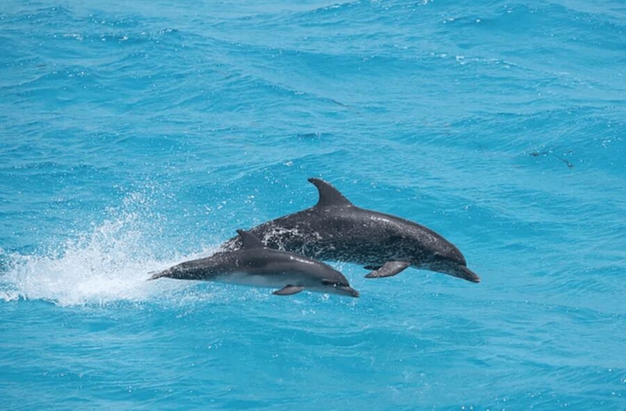 Captain's Choice: Dolphin Watch Sunset Sail - FAQ