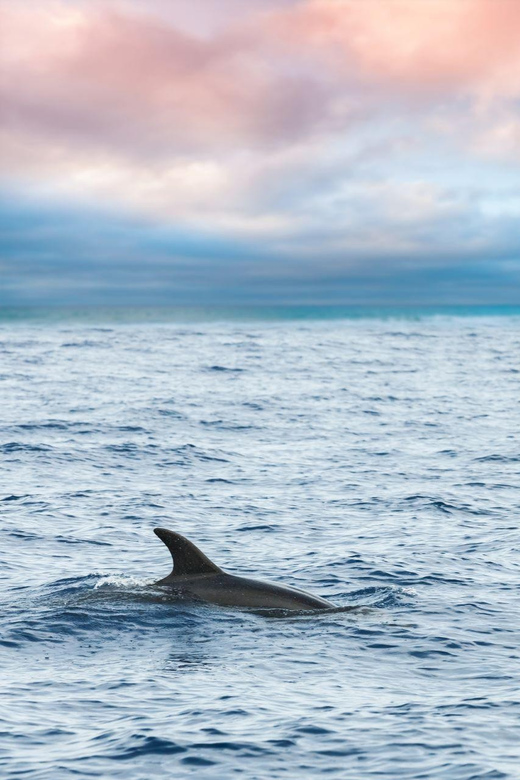 Captain's Choice: Dolphin Watch Sunset Sail - Onboard Comfort: Drinks, Restrooms, and Staying Accommodated