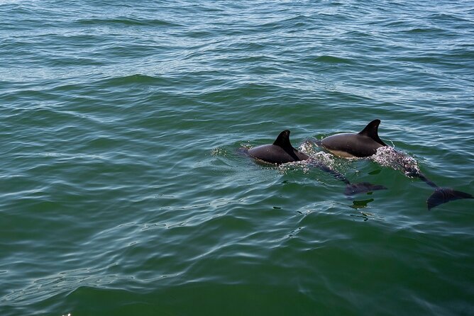 Cascais coast: Dolphin watching - Setting Sail From Marina de Cascais With 4Adventures