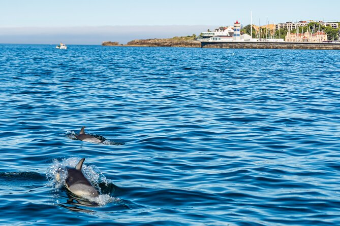 Cascais coast: Dolphin watching - Gear for Wind, Spray, and Atlantic Reality