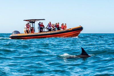 Cascais coast: Dolphin watching - Safety and Respect: Why Distance Is Part of the Experience