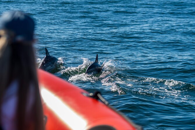 Cascais coast: Dolphin watching - Price and Value: What $78.02 Covers