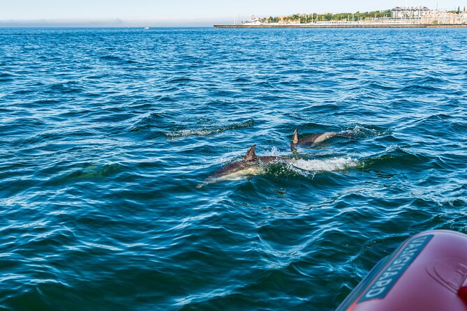 Cascais coast: Dolphin watching - Who This Tour Fits Best in Cascais