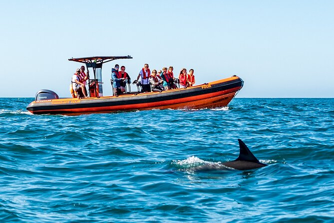 Cascais coast: Dolphin watching - Safety and Respect: Why Distance Is Part of the Experience