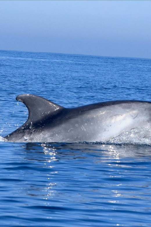 Cascais: Dolphin Watching Speedboat Tour - Key things to know before you go