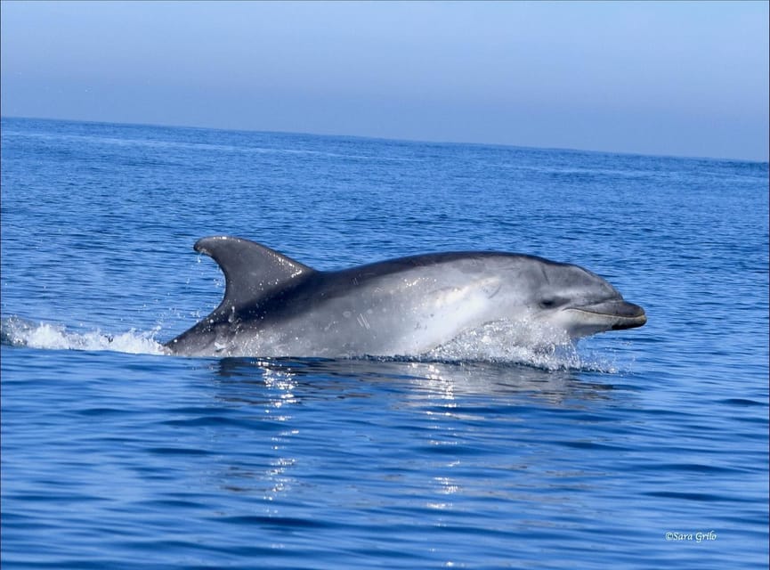 Cascais: Dolphin Watching Speedboat Tour - A realistic itinerary flow, from boarding to return