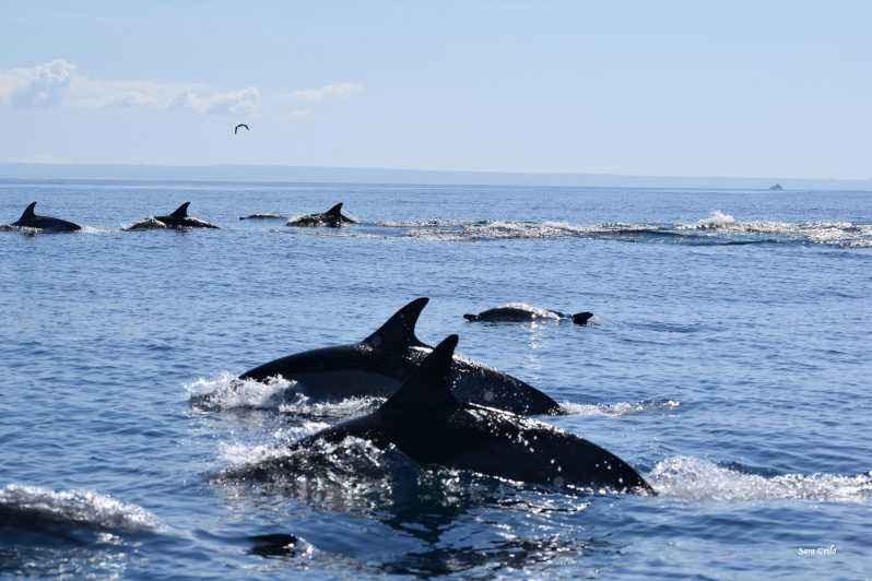 Cascais: Dolphin Watching Speedboat Tour - Cascais dolphin watching: why this coast works
