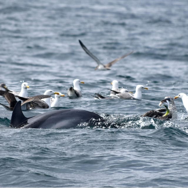 Cascais: Dolphin Watching Speedboat Tour - The 1-hour speedboat run: thrilling, but guided and controlled
