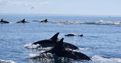 Cascais: Dolphin Watching Speedboat Tour - From Cascais Marina Pier M to Dolphinexplorers in about 15 minutes
