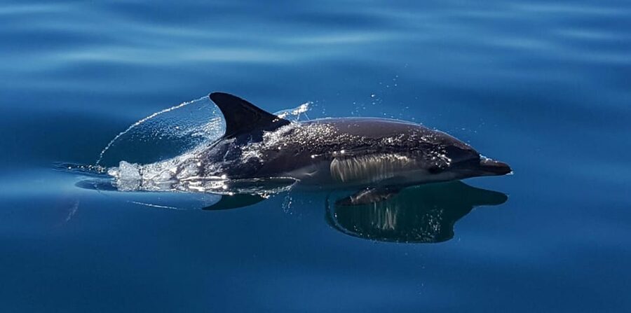 Cascais: Dolphin Watching Speedboat Tour - The crew’s approach: respect you can see and learn from