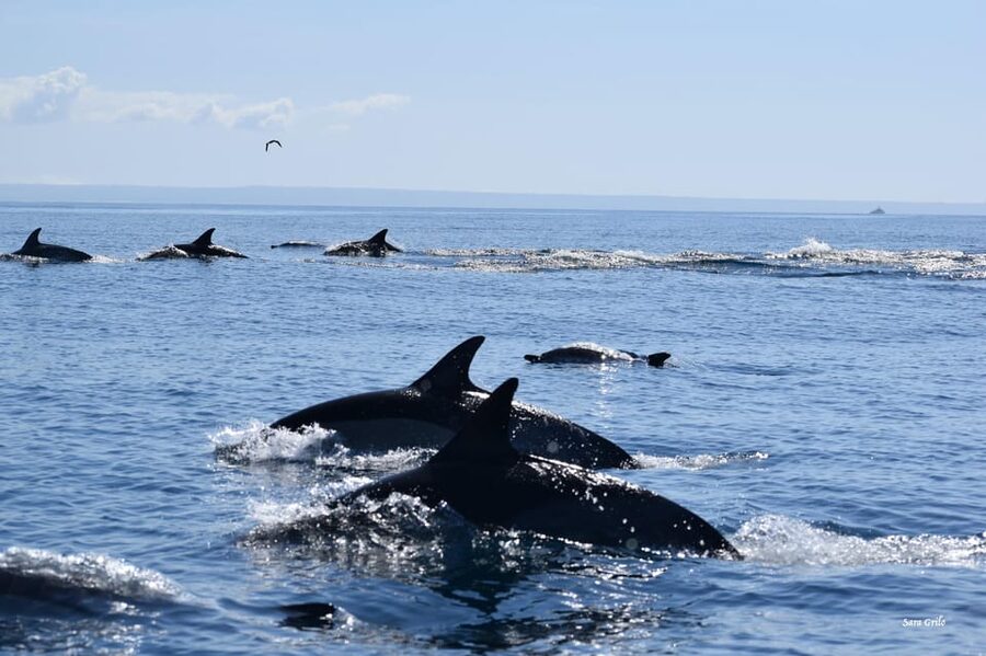 Cascais: Dolphin Watching Speedboat Tour - What the tour includes (and what it doesn’t)