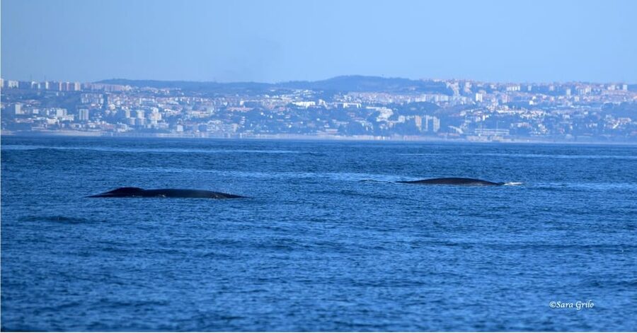 Cascais: Dolphin Watching Speedboat Tour - Comfort and safety: who this fits best (and who should pass)