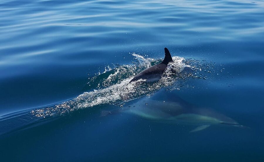 Cascais: Dolphin Watching Speedboat Tour - Price and value: is $76 per person worth it?